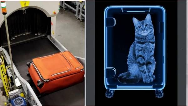 एयरपोर्ट पर लगेज चेकिंग के दौरान 'स्क्रीनिंग मशीन' में दिखा जानवर! सूटकेस खोला तो उड़ गए होश