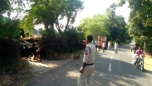 बकरियों को देनी पड़ी पुलिस के सामने गवाही, ताकि मालिक को चोरी के आरोप से बचा सकें