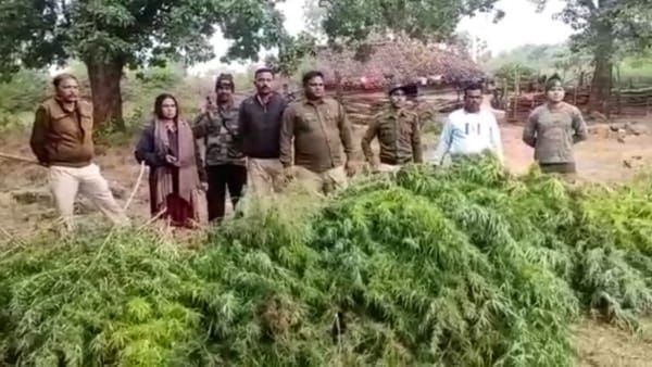 Satna news : खेत में लहलहा रही थी गांजे की खेती, पुलिस को पौधे काटने में लगा पूरा दिन