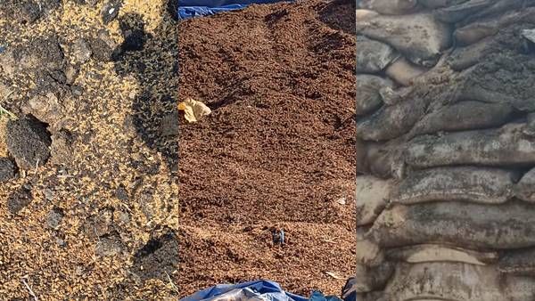 Jabalpur News: दाने-दाने को मोहताज गरीब, जबलपुर में सड़ गया हजारों क्विंटल गेहूं-धान, बिलबिलाने लगे कीड़े