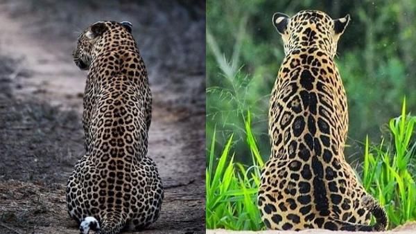 Jaguar and Leopard: जगुआर और लीपर्ड में कैसे करेंगे अंतर? ये तस्वीरें देख पकड़ लेंगे माथा