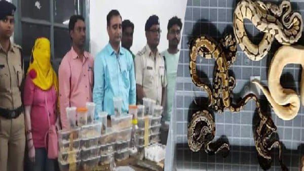 महिला के बैग से निकले 28 जहरीले सांप, ट्रेन से विदेशी जीव-जन्तु की तस्करी, अरबों रुपए बताई जा रही कीमत