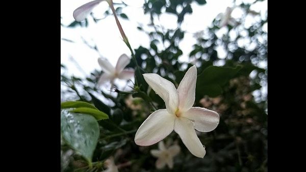 Importance of flowers: पुष्पों का महत्व केवल देवपूजा में ही नहीं, आयुर्वेद में भी है