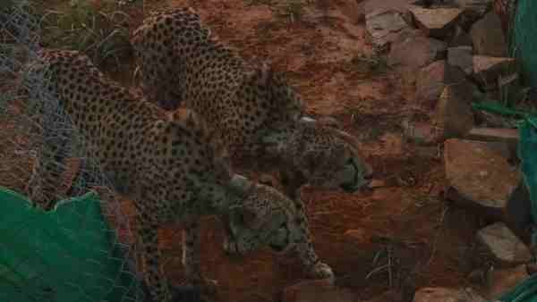 Sheopur News : चीतो को पसंद आया Kuno National Park, एक सप्ताह के अंदर मार गिराया दूसरा शिकार