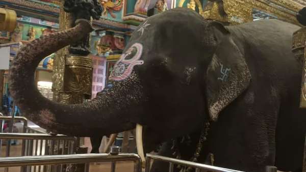 Puducherry: मॉर्निंग वॉक पर निकले विनायगर मंदिर के हथिनी 'लक्ष्मी' की मौत, शोक में डूबे लोग