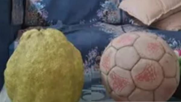 MP के इस शहर में फुटबॉल जितना बड़ा नींबू, कुदरत का करिश्मा देख हर कोई हैरान