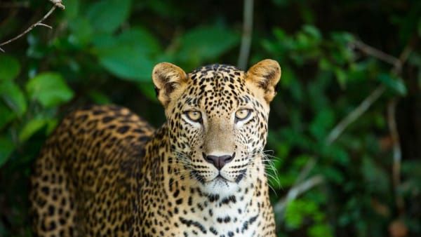 Umaria News : करंट लगने से हुई तेंदुए की मौत, जंगली सूअर मारने बिछाए थे तार, 2 आरोपी गिरफ्तार