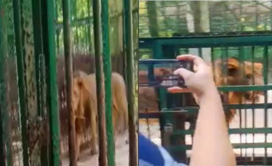 सेल्‍फी से तंग आकर शेर ने शख्‍स के मुंह पर किया ये गंदा काम, सिखाया सबक, देखें मजेदार Video