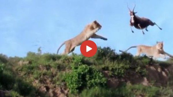 VIDEO: बचने के लिए पहाड़ी से कूदा हिरण, शेरनी ने हवा में छलांग लगा कर दिया काम तमाम