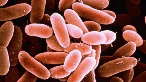 US में लिस्टेरिया संक्रमण का प्रकोप, 6 राज्यों में दी दस्तक, जानें इस बीमारी के लक्षण