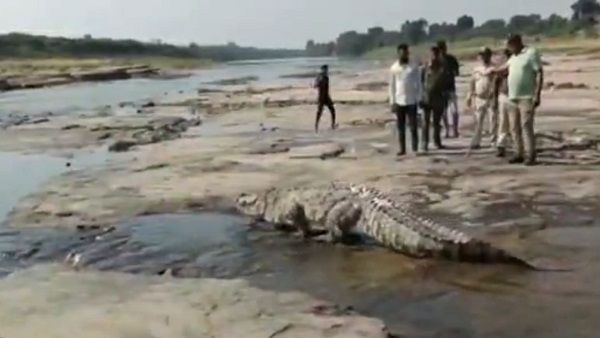 बीमार है यह मगरमच्छ, इलाज की आस में बार-बार घाट पर आ जाता है