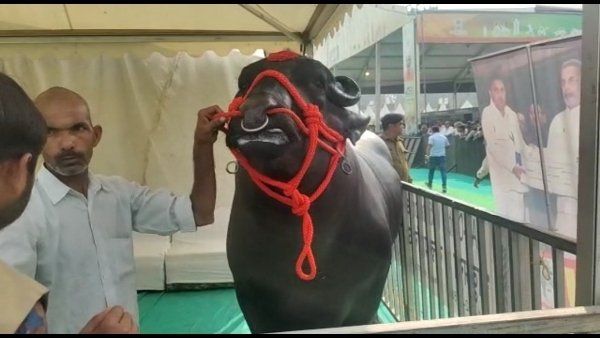 Morena news:भैंसा है या नोट छापने की मशीन, हर महीना कमा कर देता है 12 लाख रुपए