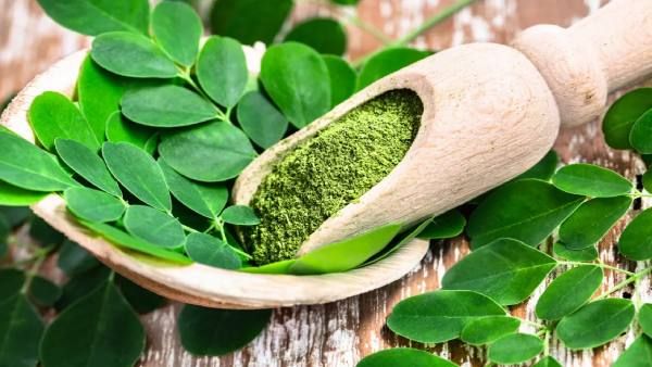Moringa Benefits: क्या होता है मोरिंगा, क्यों बढ़ रही है दुनिया भर में इसकी मांग?