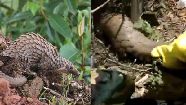 Sidhi News : सीधी में मिला सबसे अधिक तस्करी किया जाना वाला दुर्लभ प्रजाति का Pangolin, करोड़ों में कीमत