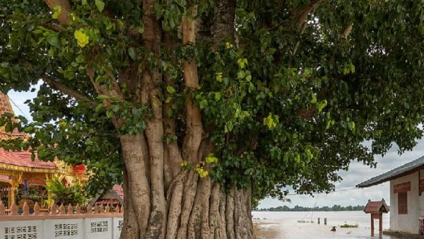Margashirsha Amavasya 2022: क्यों आज होती है  पीपल की पूजा? क्या ये पितृदोष और कालसर्पदोष  को करता है खत्म?