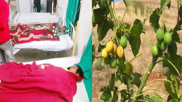 CG: रतनजोत के बीज खाकर स्कूली बच्चे बीमार, बायोफ्यूल बनाने पूर्व भाजपा सरकार ने खर्च किए थे 500 करोड़