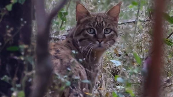 MP News: बिल्ली- मुर्गी के लिए मुकदमेबाजी, दो पक्षों में जमकर चले लाठी-डंडे, फूटे कई के सिर