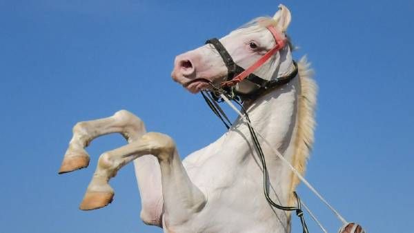 OMG ! 'Rocket Horse' की कीमत में ऑडी खरीद लेंगे आप, बुलेट की तरह है रफ़्तार