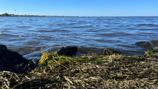 Seagrass: समुद्र की घास जो सोखती है हजारों टन कार्बन! धरती के लिए वरदान, साइंटिस्ट्स की रिसर्च ने दी नई हवा