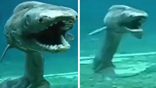 'दैत्याकार मछली' का एक और VIDEO, आधी सांप-आधी डायनासोर जैसी, खुला 8 करोड़ साल पुराना राज