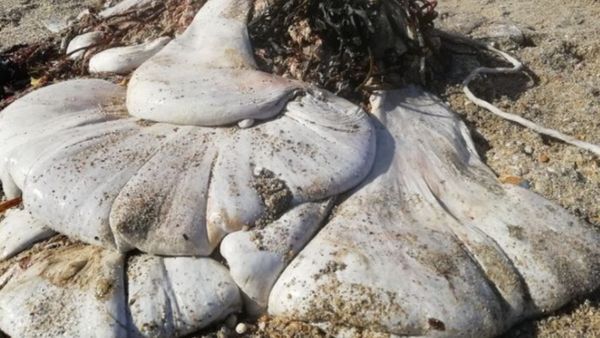 समुद्र किनारे कुत्ते संग टहल रही थी महिला, तभी अजीबोगरीब चीज पर पड़ी नजर, पता चलने पर रह गई दंग