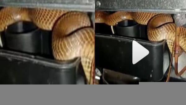 घर के किचन में रखे रेफ्रिजरेटर में यहां छिपा बैठा था खतरनाक कोबरा, Viral Video में देखें फिर क्‍या हुआ