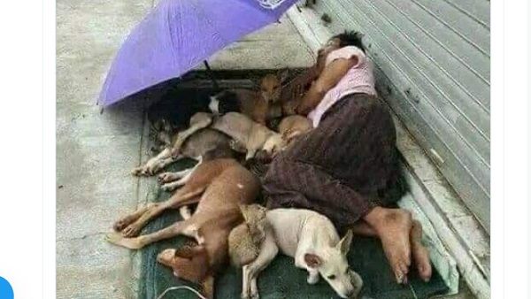 IFS अधिकारी ने शेयर की दिल छू लेने वाली तस्वीर, पालतू जानवरों के साथ सो रहा आदमी, लोगों ने बताया धरती पर भगवान