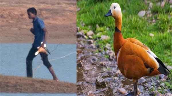 दुर्लभ प्रवासी पक्षी सुर्खाब का किया शिकार, अब पहुंचा जेल, सरगुजा में घट रही विदेशी पक्षियों की संख्या