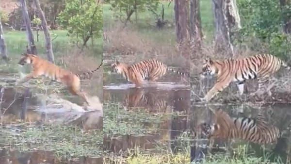 Bandhavgarh Tiger Reserve : बांधवगढ़ तलाब में बाघिन रॉ ने खतरनाक अंदाज में लगाई छलांग, देखें रोमांटिक वीडियो