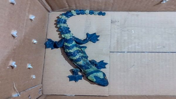 Bihar: पुलिस ने पकड़ी दुर्लभ प्रजाति की Toke Gecko छिपकली, कीमत सुनकर उड़ जाएंगे होश