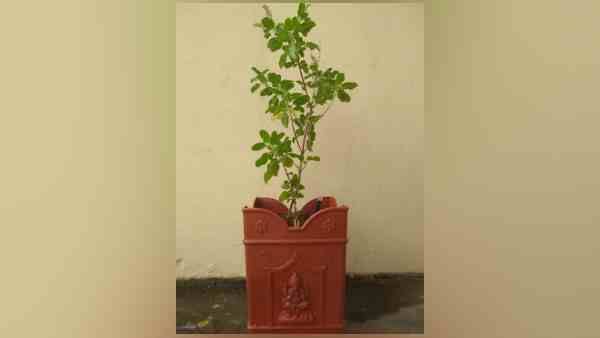 Tulsi: तुलसी देती हैं सुख -समृद्धि फिर क्यों घर के बाहर होती है इनकी पूजा?