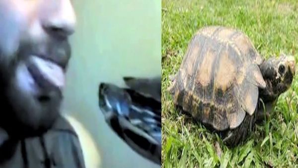 Watch Video:कछुए को जीभ से चिढ़ा रहा था आदमी, Turtle ने पलक झपकते ही लपककर खींच ली जुबान
