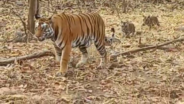 Shahdol News : दो शावकों के साथ ब्यौहारी क्षेत्र में अठखेलियां करती दिखी बाघिन, इलाके में दहशत
