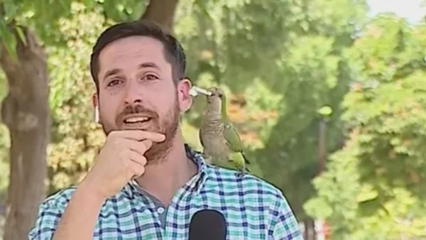 टीवी पर चोरी की लाइव रिपोर्टिंग कर रहा था पत्रकार, तभी कान से ईयरफोन चुरा ले भागा तोता