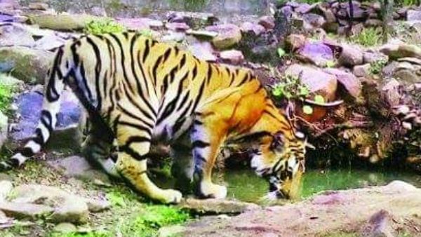 Bhopal Tiger News : भोपाल में फिर टाइगर की दहशत, सर्चिंग में लगी वन विभाग की टीम, ट्रैप कैमरे में कैद