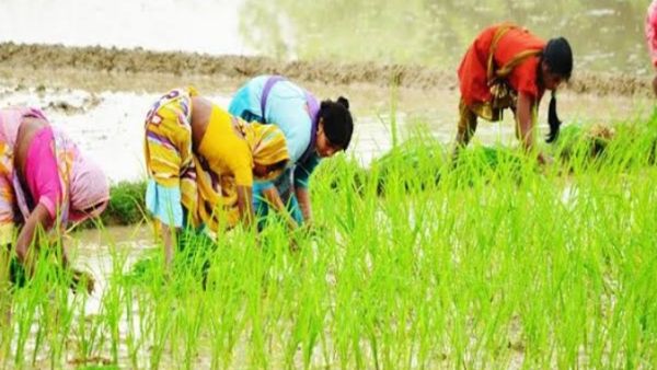 MP Kisan : मध्यप्रदेश के किसानों के लिए बड़ी खबर, KYC के बिना 90 हजार किसान को नहीं मिलेगा MSP