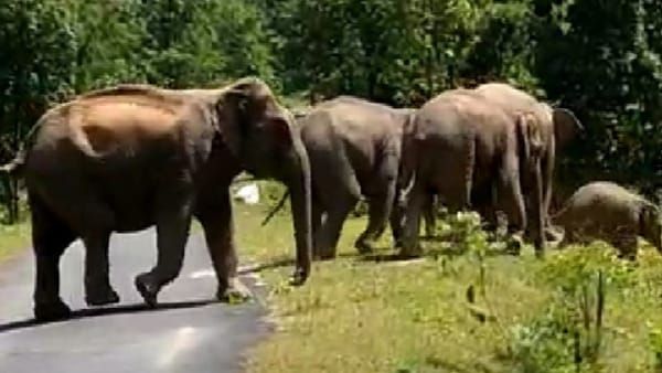 Umaria News : बांधवगढ़ टाइगर रिजर्व और कान्हा के बीच 100 से अधिक जंगली हाथी सक्रिय
