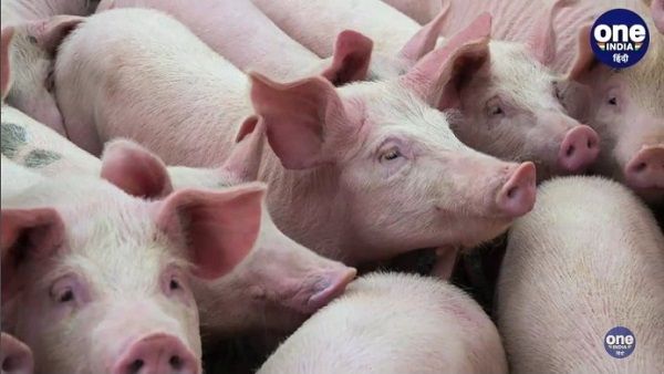 बुंदेलखंड में अफ्रीकन स्वाइन फीवर की आशंका, टीकमगढ़ के बाद अब दमोह-सागर में पशु मरने लगे