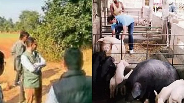 बुंदेलखंड के फुटेर चक में अफ्रीकन स्वाइन फीवर की दस्तक, 75 सुअरों की मौत