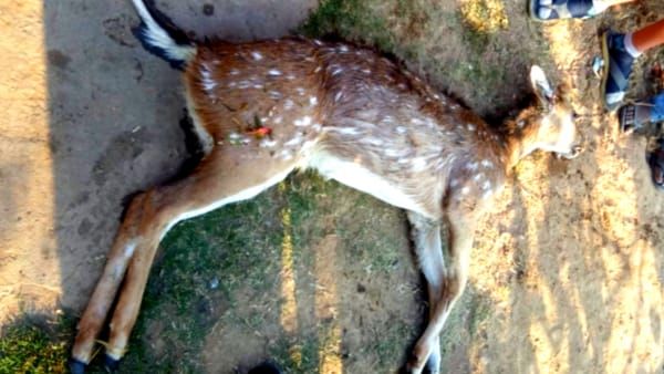 Anuppura News : कुत्तों के झुंड ने ली दो चीतल की जान, नोच-नोचकर मारा