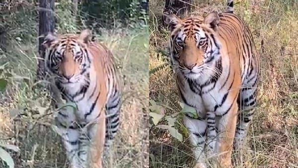 Bandhavgarh Tiger Reserve : फिर नजर आया बाघिन डॉटी का शावक, भूल भुलैया पास कैमरे में हुआ कैद