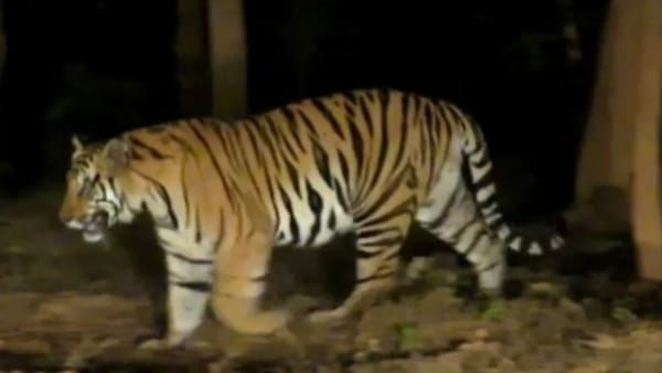 Tiger family : Video में देखें बांधवगढ़ में रोमांचक नजारा, नाइट सफारी में तीन शावकों साथ दिखी बाघिन