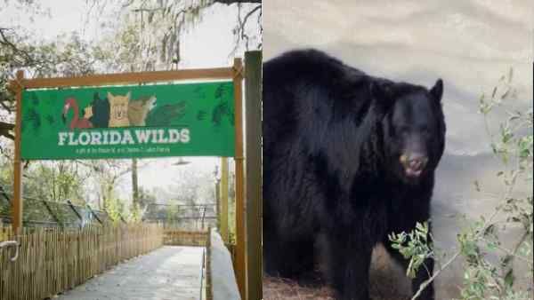 अमेरिका में चिड़ियाघर से निकल भागा भालू, Zookeeper पर किया जानलेवा हमला, जानें फिर क्या हुआ ?