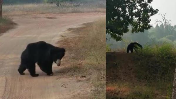 Bandhavgarh Tiger Reserve : बाघों के गढ़ में सैर करते नजर आया भालू, देखने वालों के उड़ गए होश
