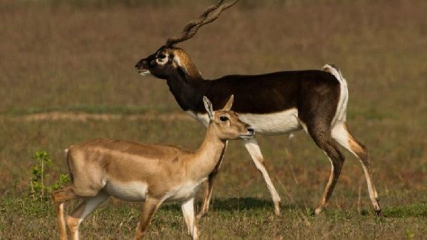 MP में थाना प्रभारी पर काले हिरण का शिकार कर दावत उड़ाने के आरोप, वन विभाग जांच में जुटा