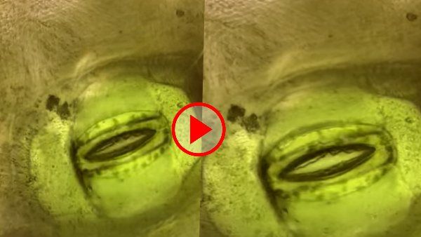 Breathing Plants: सच में पौधे लेते हैं सांस, यकीन नहीं होता तो देखिए ये Video