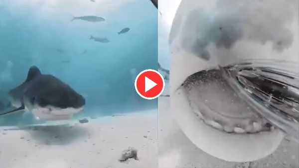 कैमरे को शिकार समझ निगलने लगी शार्क, पहली बार LIVE कैद हुआ अंदर का नजारा