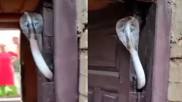 Video:घर के दरवाजे पर फन फैलाए दिखा कोबरा, शख्‍स ने लेनी चाही एंट्री तो...लोग बोले- घर ज्‍यादा सुरक्षित हो गया