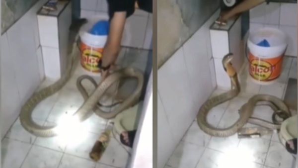 VIDEO: वो सांप है तुम्हारा बेटा नहीं? शख्स ने कोबरा को साबुन से नहलाया, तभी उसे आया गुस्सा