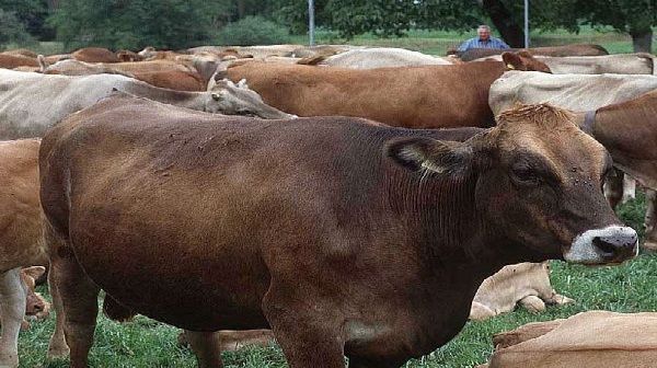 गाय के पेट से सर्जरी के बाद निकला 65 किलो प्लास्टिक कचरा, हाथ चाटकर गाय ने डॉक्टरों का जताया आभार